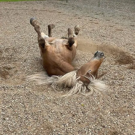 Casa vacanze Hyggelig Aftaegtsbolig I Hjertet Af Sonderjylland *