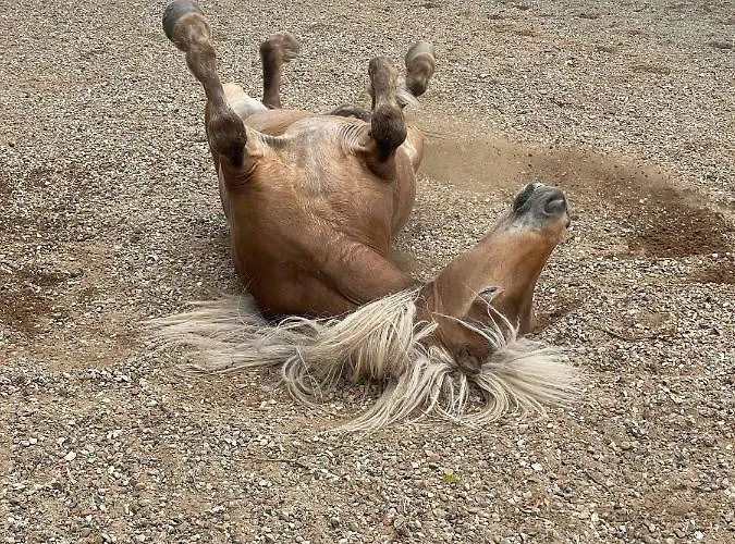 Vakantiehuis Hyggelig Aftaegtsbolig I Hjertet Af Sonderjylland *
