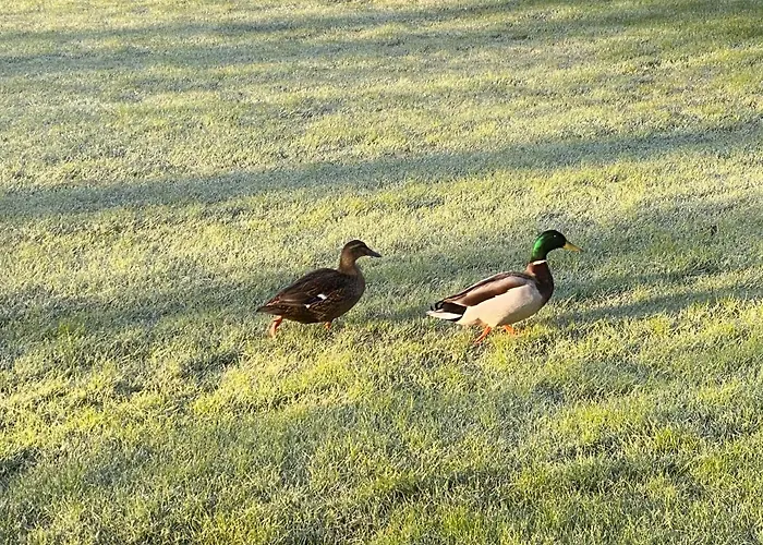 Hyggelig Aftaegtsbolig I Hjertet Af Sonderjylland Branderup